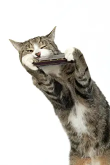 Instruments: CAT. Tabby & white cat playing a mouth organ