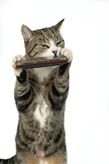 Instruments: CAT. Tabby & white cat playing a mouth organ