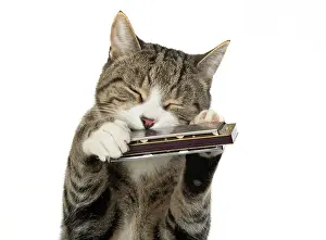 Instruments: CAT. Tabby & white cat playing a mouth organ