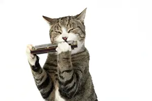 Instruments: CAT. Tabby & white cat playing a mouth organ