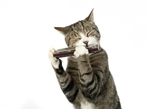 Instruments: CAT. Tabby & white cat playing a mouth organ