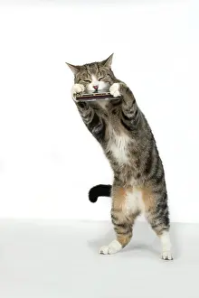 Instruments: CAT. Tabby & white cat standing playing a mouth