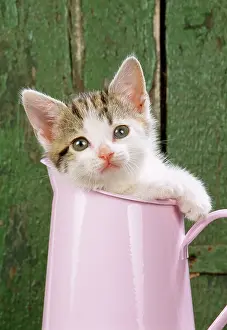 Jugs: CAT - Tabby and White kitten in pink jug