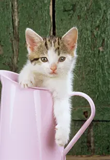 Jugs: CAT - Tabby & White kitten in pink jug