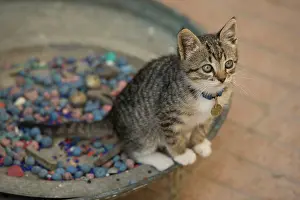Flea: Cat - Tabby & white kitten wearing collar