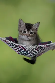 Hammock: CAT - Tabby X somali kitten laying in hammock