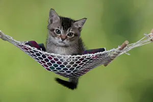 Hammock: CAT - Tabby X somali kitten laying in hammock