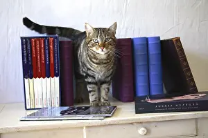Book: Cat on a table with books