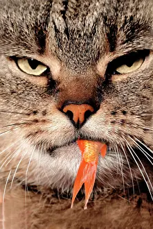 Capturing: Cat with tail of goldfish hanging out of its mouth