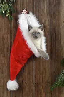 Teddy: Cat