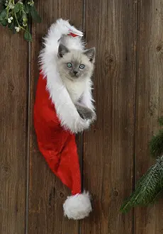Teddy: Cat
