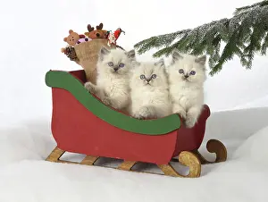 Sleigh: Cat