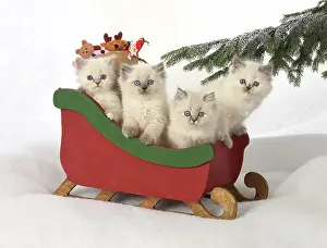 Sleigh: Cat