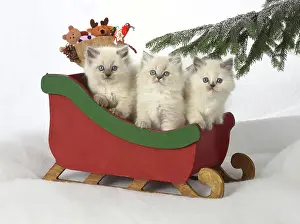 Sleigh: Cat