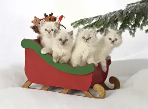 Sleigh: Cat