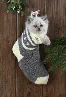 Stocking: Cat