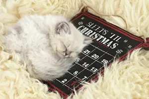 Asleep: Cat