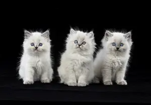 Teddy: Cat