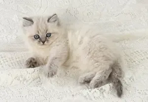 Teddy: Cat
