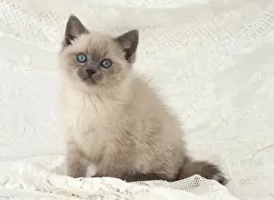 Teddy: Cat