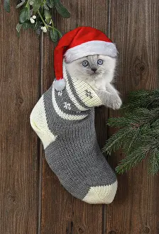 Stocking: CAT. Teddy Bear kitten, blue cream colour point