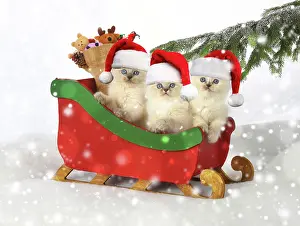 Sleigh: CAT. Teddy Bear kitten, blue cream colour point