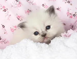 Teddy: Cat
