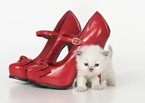 Fashion: Cat