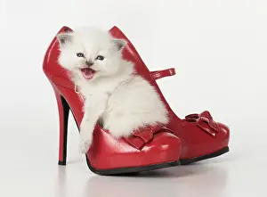 Fashion: Cat