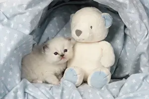 Cuddly: Cat