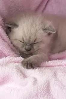 Asleep: Cat