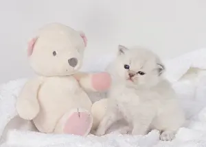 Cuddly: Cat