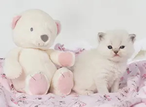 Cuddly: Cat