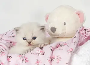 Cuddly: Cat