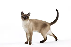 Stood: Cat - Thai