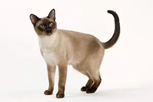 Stood: Cat - Thai