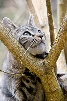 Thoughtful: Cat thoughtfully at the fork of a tree Alsace France
