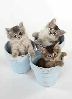 Tiffali: Cat Tiffali 7 week old Kittens in flower pots