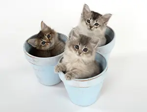 Tiffali: Cat Tiffali 7 week old Kittens in flower pots