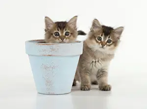 Tiffali: Cat Tiffali 7 week old Kittens in flower pots