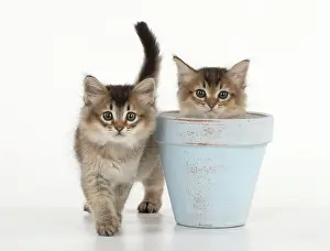 Tiffali: Cat Tiffali 7 week old Kittens in flower pots
