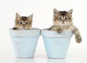 Tiffali: Cat Tiffali 7 week old Kittens in flower pots