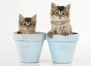 Tiffali: Cat Tiffali 7 week old Kittens in flower pots