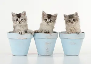 Tiffali: Cat Tiffali 7 week old Kittens in flower pots