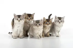 Tiffali: Cat Tiffali 7 week old kittens in a line