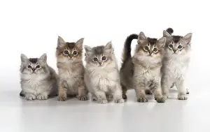 Tiffali: Cat Tiffali 7 week old kittens in a line