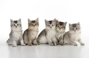 Tiffali: Cat Tiffali 7 week old kittens in a line