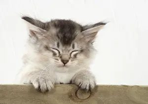 Tiffali: Cat Tiffali 7 week old kittens in old wooden box