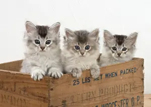 Crate: Cat Tiffali 7 week old kittens in old wooden box