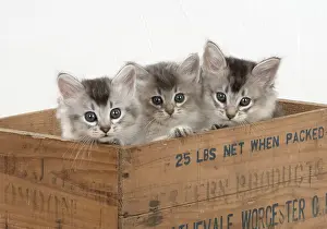 Crate: Cat Tiffali 7 week old kittens in old wooden box